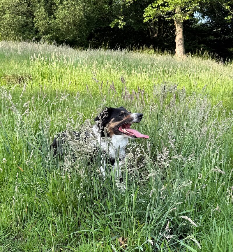dog-hampstead