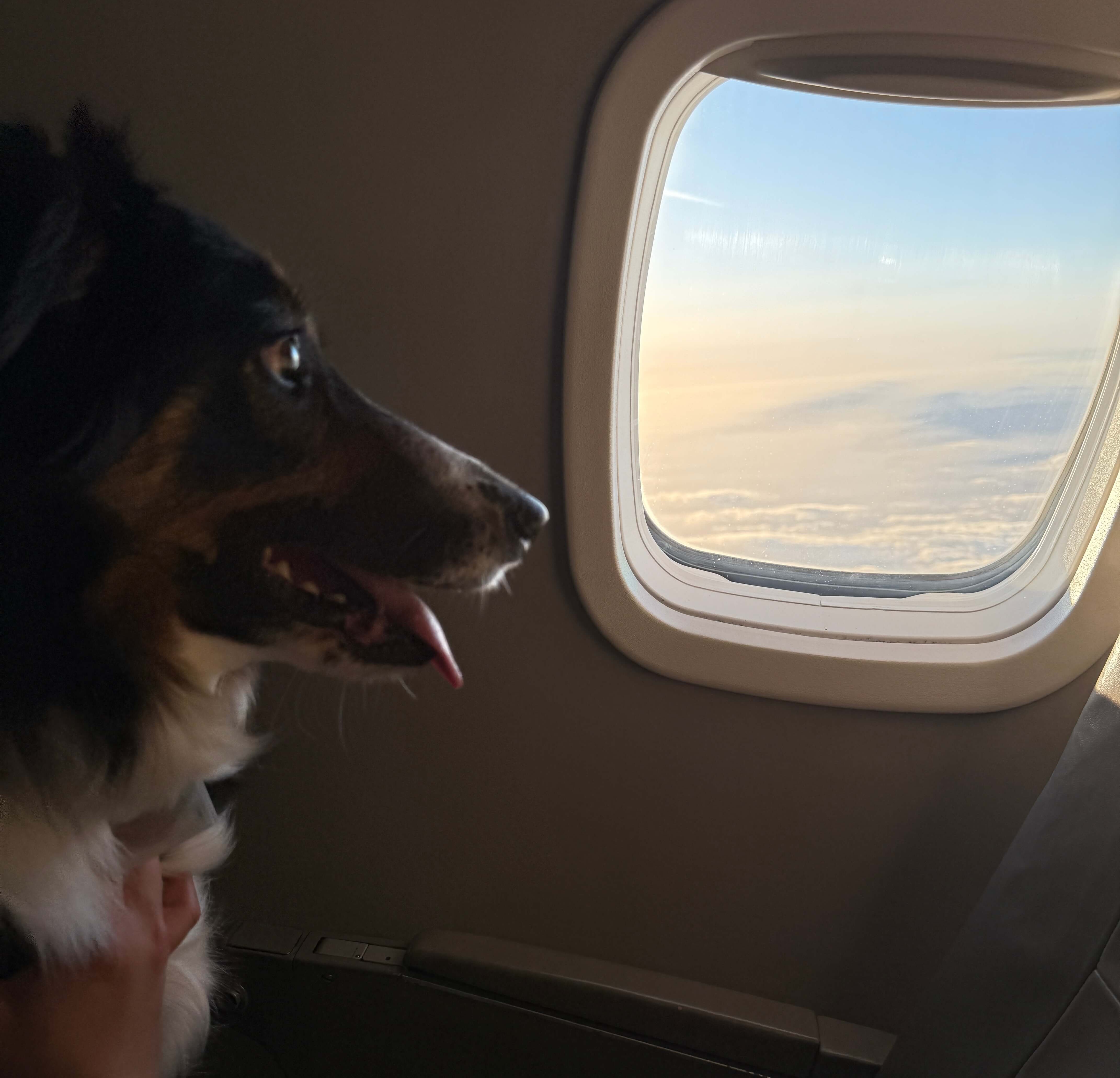 dog-plane