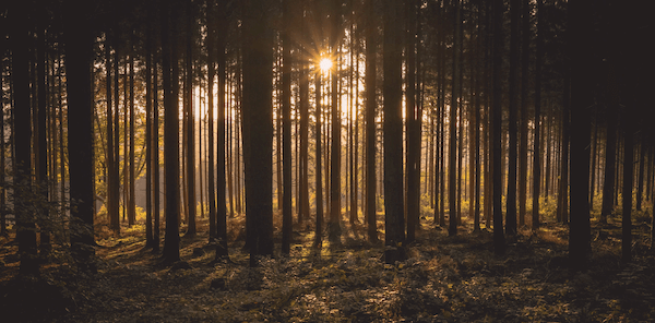 german_forest