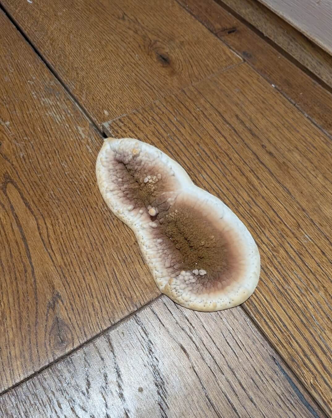 mold