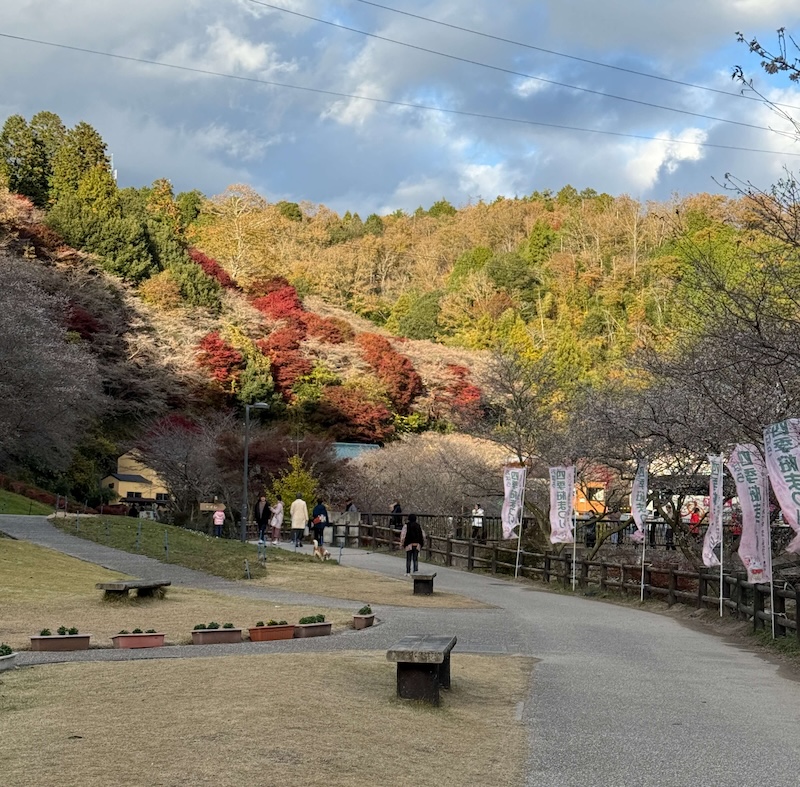 shikizakura-festival